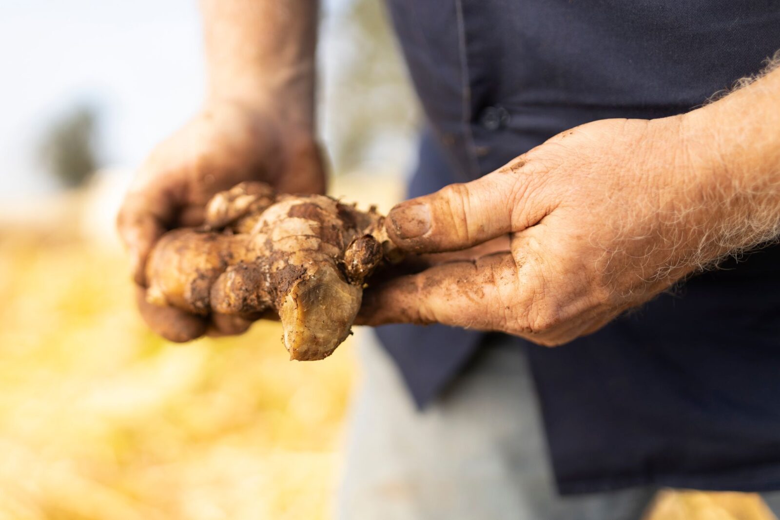 Fresh ginger rhizome held by a grower, representing Australia’s ginger industry and on-farm production.