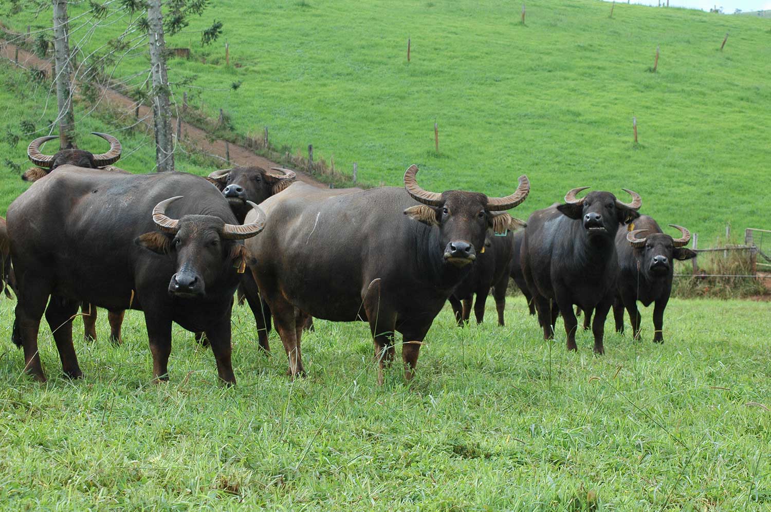 Buffalo herd grazing on an Australian farm, part of the buffalo industry.