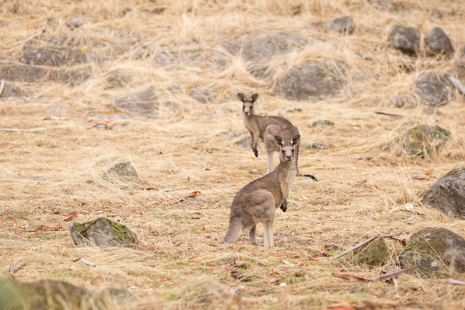 Kangaroos in their natural Australian grassland environment, reflecting the sustainably managed wild kangaroo populations that support Australia’s kangaroo industry.