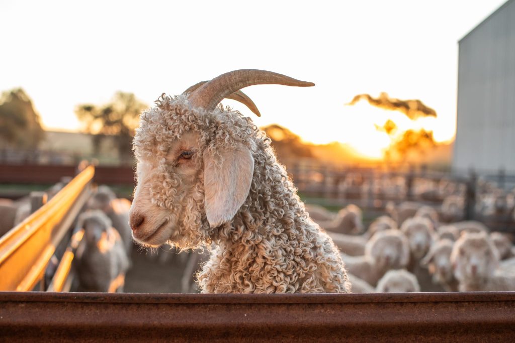 Cashmere goat in an Australian farming system, representing the goat fibre industry.