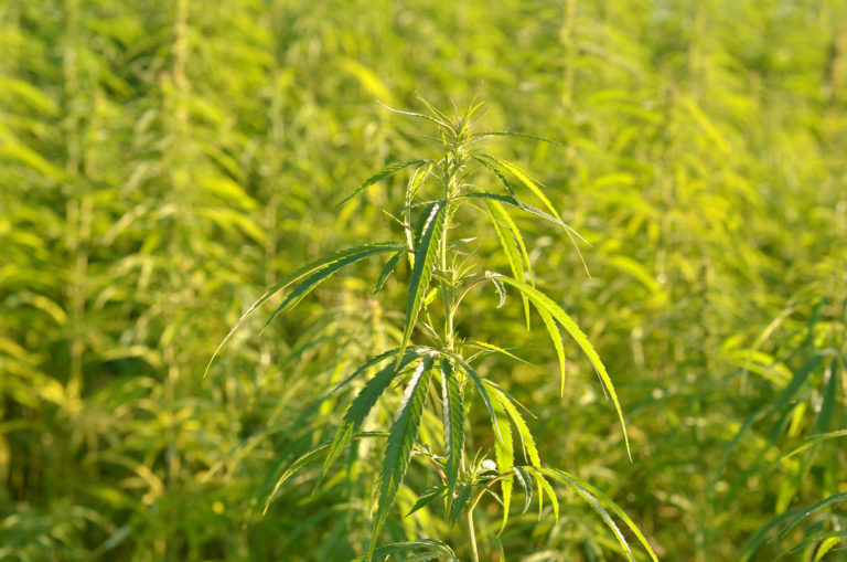 Industrial Hemp