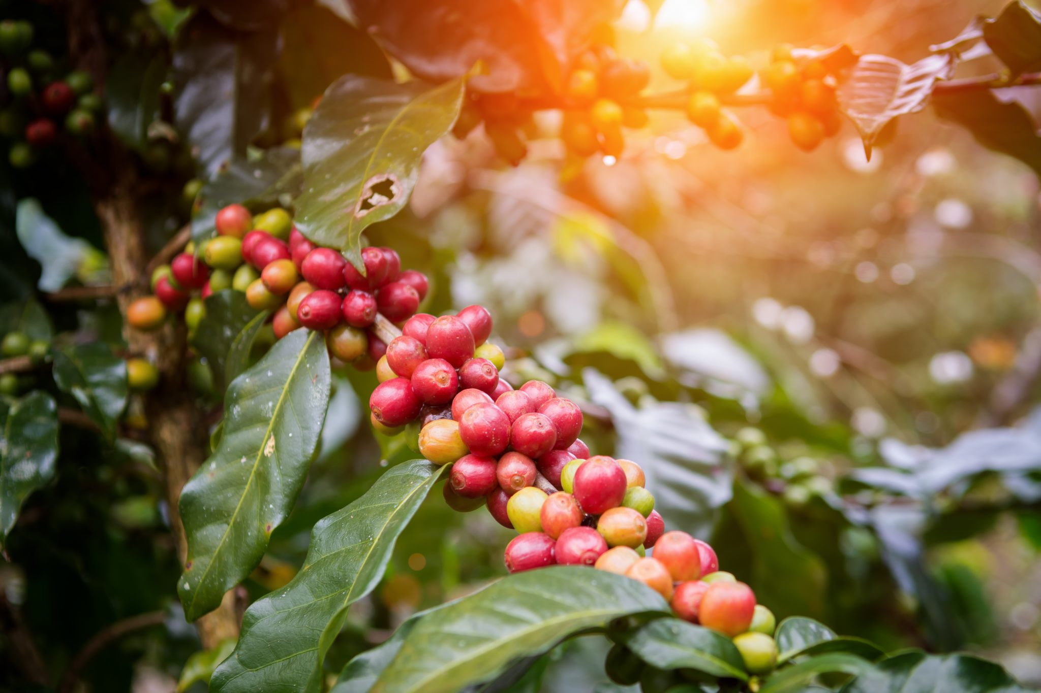 Coffee cherries growing on an Australian coffee plant, representing Australian grown coffee production.