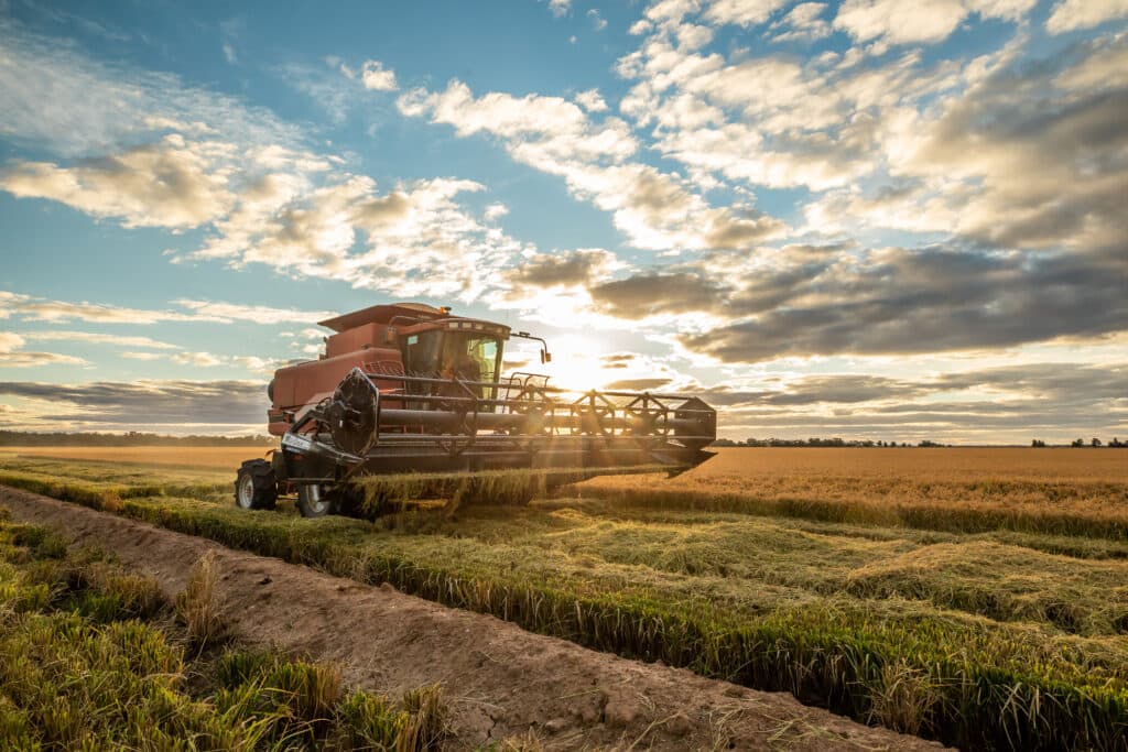 Rice harvester in an Australian rice field at sunset