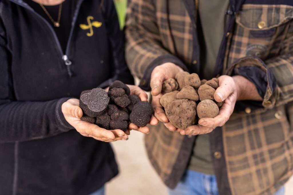 two hands holding truffles
