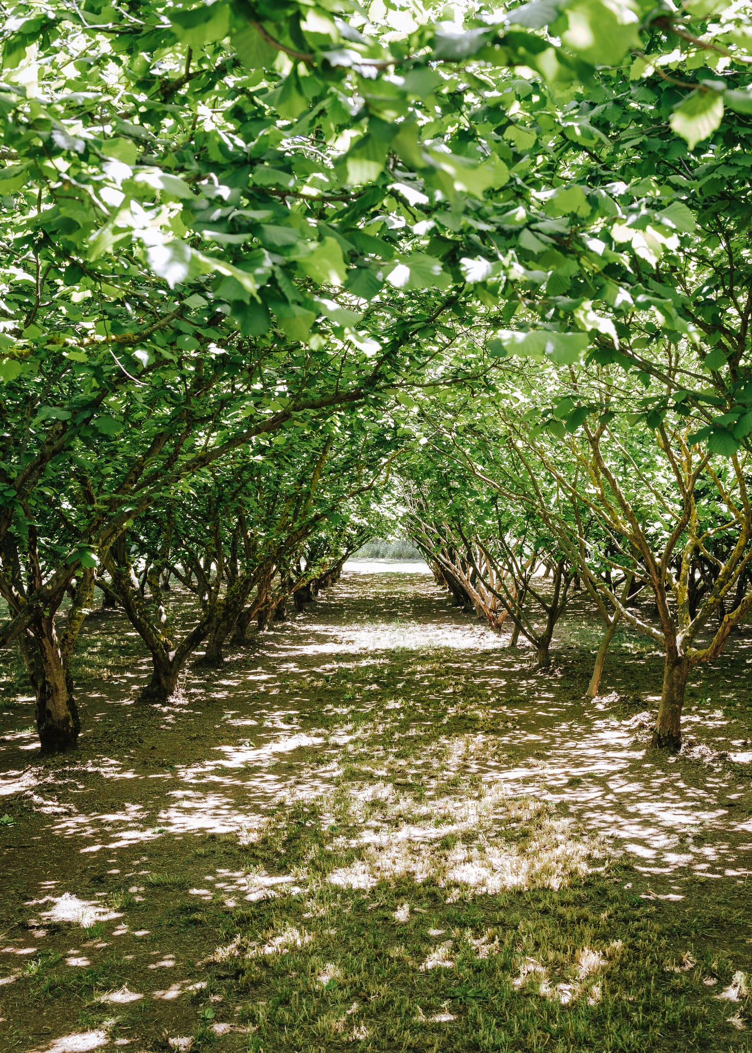 Hazelnut trees growing in an Australian orchard, representing the hazelnut industry and orchard production systems.