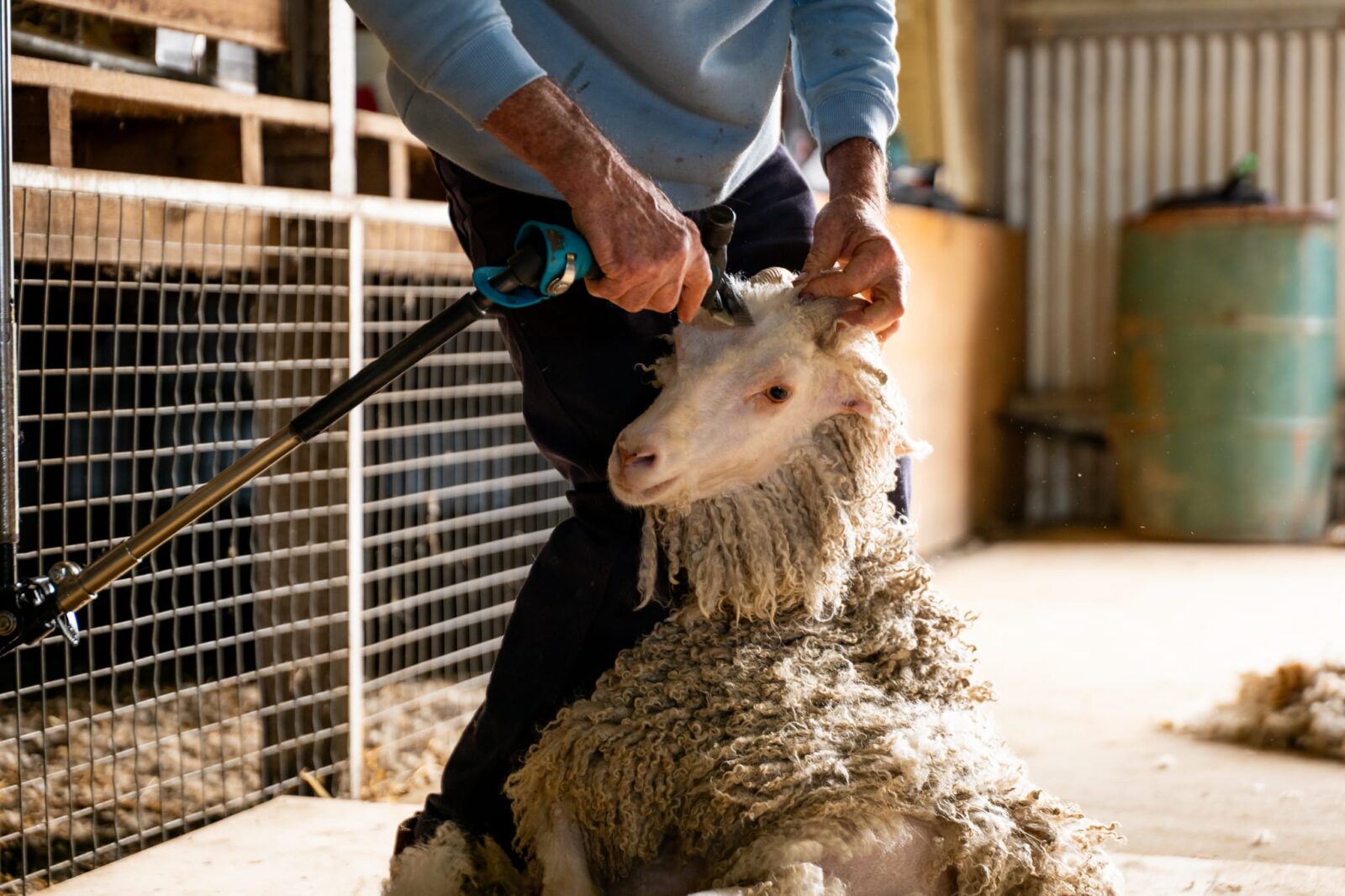 A person is using electric clippers to shear an angora goat inside a shed. The goat is sitting on the floor with some fibre already removed. Tools and equipment are in the background.