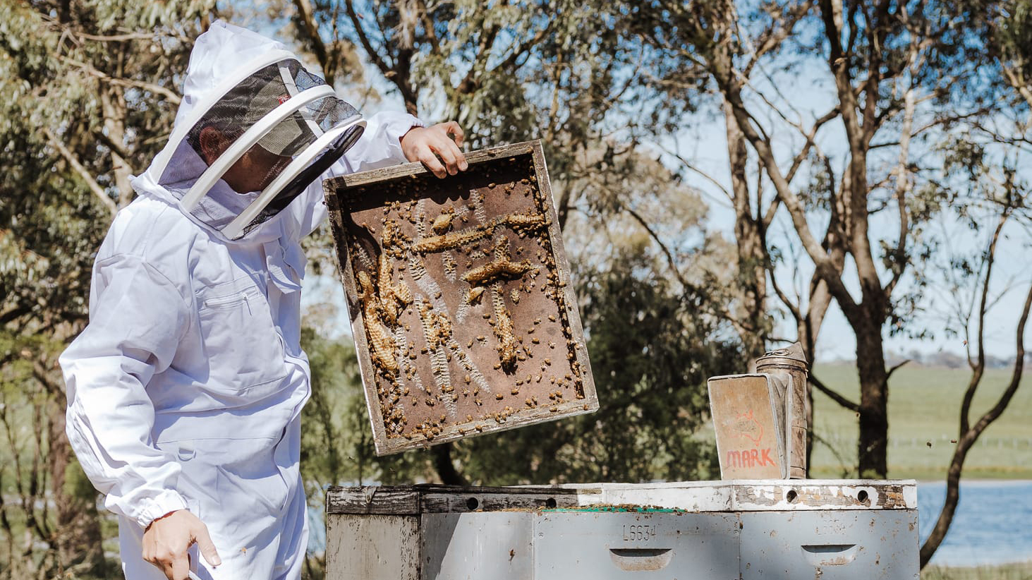 Person in full beekeeping suit inspecting a honeycomb frame from a beehive in a natural outdoor setting, with trees and water in the background.