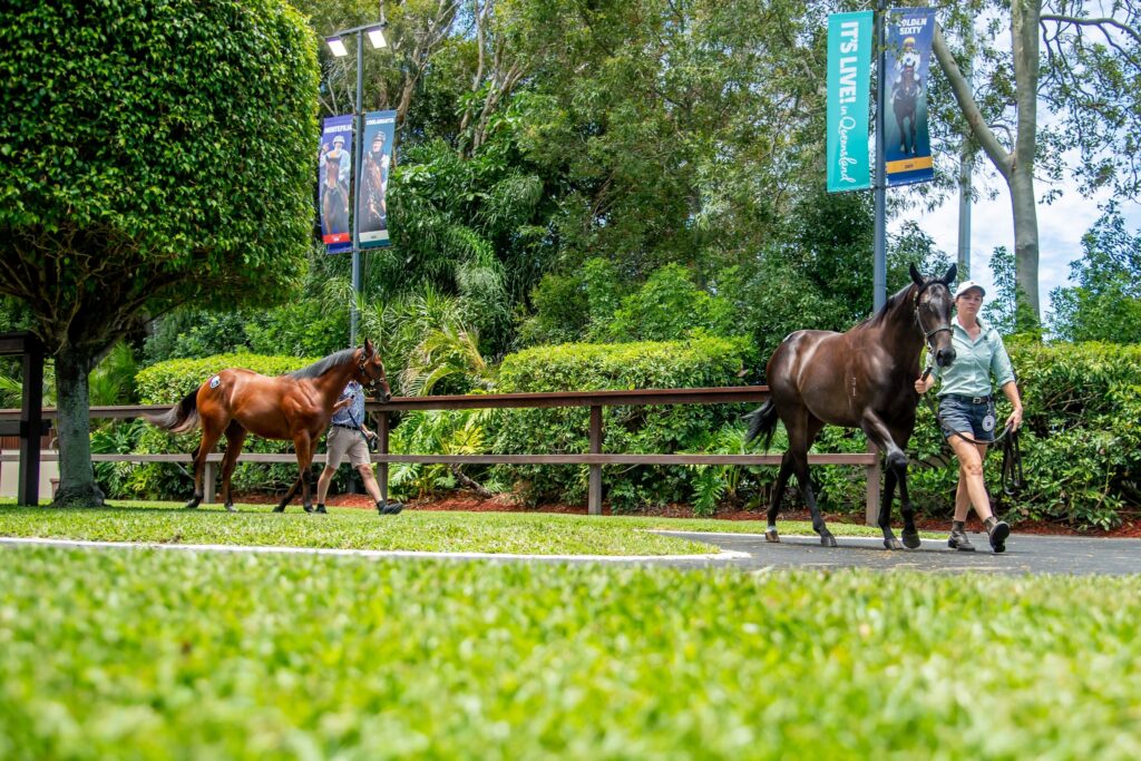 Australian Thoroughbred horses at yearling sales - part of Thoroughbred industry