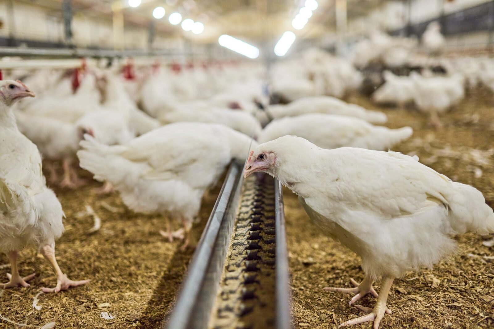 Australian white broiler chickens inside a large poultry shed, near a metal feed trough, with birds and overhead lighting visible in the background.