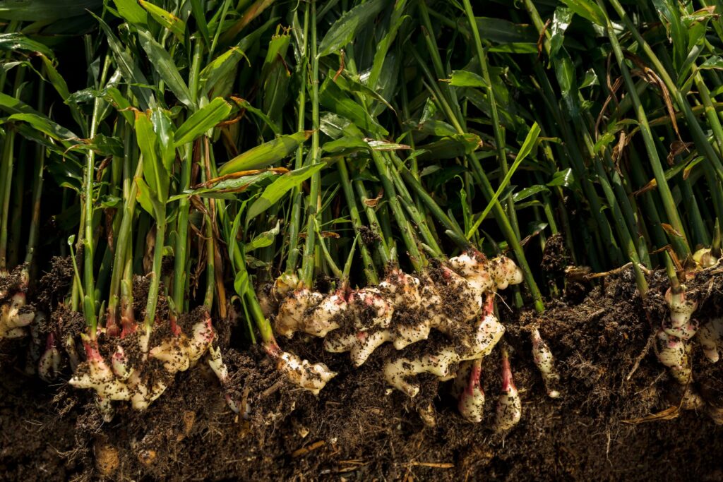 Freshly harvested Australian ginger plants with roots exposed and soil attached.