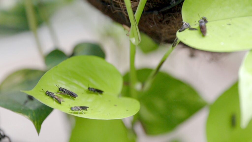 black solider flies on a leaf