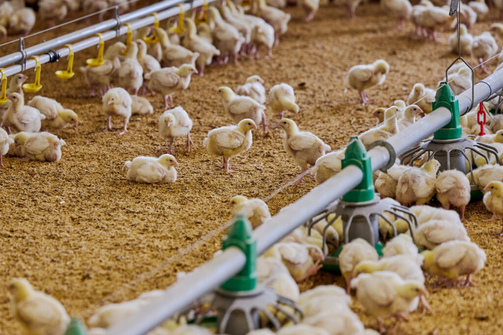 A large group of young broiler chickens in a commercial poultry shed, standing and resting on a bed of litter. Feeding and drinking lines run through the shed, with chicks gathered around the automated feeders and drinkers.